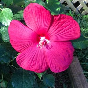 Meet your Posher, Hollie